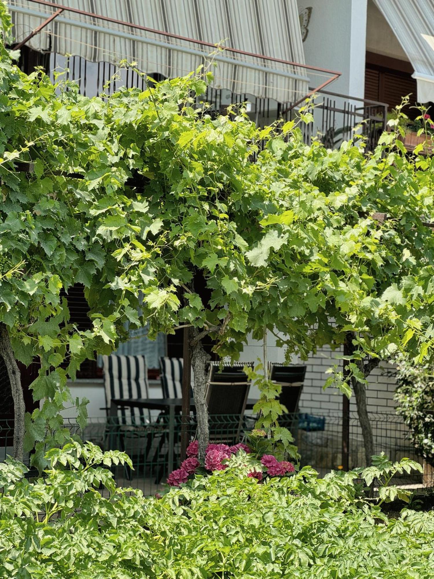 Apartment Gregoric Izola Εξωτερικό φωτογραφία